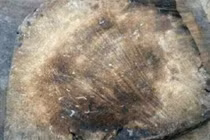 Mang thớt cũ đi thẩm định, thanh niên đổi đời trong phút mốt 