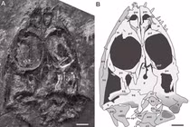 Phát hiện 'quái vật biển' chưa từng biết, sống vào 245 triệu năm trước