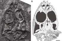 Phát hiện 'quái vật biển' chưa từng biết, sống vào 245 triệu năm trước