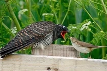 Loài chim quỷ quyệt nhất Việt Nam, tàn nhẫn từ lúc lọt lòng 