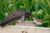 Loài chim quỷ quyệt nhất Việt Nam, tàn nhẫn từ lúc lọt lòng 