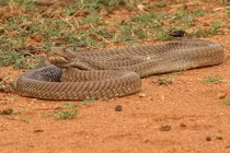 Đang nằm ngủ, bé trai 4 tuổi bủn rủn thấy 'quái thú' trườn qua người