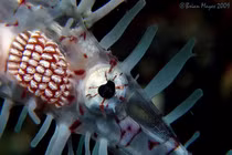 Việt Nam có loài cá 'tàng hình', thế giới coi như báu vật 