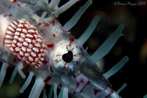 Việt Nam có loài cá 'tàng hình', thế giới coi như báu vật 