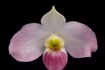 Loài hoa 'báu vật' chỉ Việt Nam sở hữu, cả thế giới ráo riết săn lùng 