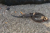 Một con rắn nuốt chửng 2 con rắn, khoa học lần đầu tiên ghi nhận 