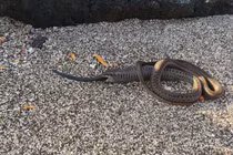 Một con rắn nuốt chửng 2 con rắn, khoa học lần đầu tiên ghi nhận 