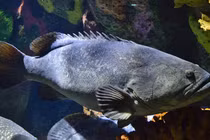 'Quái ngư' hơn 130kg bất ngờ lọt lưới, ngư dân hoảng hồn vì...