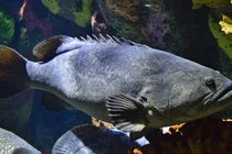 'Quái ngư' hơn 130kg bất ngờ lọt lưới, ngư dân hoảng hồn vì...