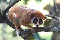 Thú lạ lạc vào nhà dân ở Hải Dương: Loài trong Sách đỏ Việt Nam! 