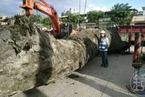 Đào đất phát hiện cây gỗ 24 tấn, chuyên gia lập tức làm điều này 