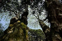 Loài cây quý hiếm nhất thế giới, chính quyền canh gác nghiêm ngặt 24/24