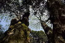 Loài cây quý hiếm nhất thế giới, chính quyền canh gác nghiêm ngặt 24/24