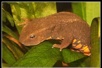 Loài cá quý hiếm bậc nhất thế gian, chỉ Việt Nam mới có 