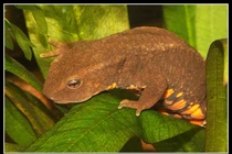 Loài cá quý hiếm bậc nhất thế gian, chỉ Việt Nam mới có 