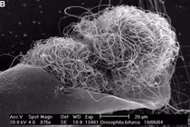 Loài động vật bá đạo nhất quả đất, tinh trùng dài gấp... 23 lần cơ thể