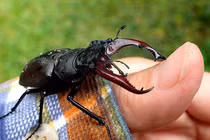 Loài côn trùng đắt đỏ bậc nhất hành tinh, nhà giàu thi nhau mua 