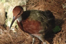 Loài gà tuyệt tích 136.000 năm bất ngờ tái xuất, chuyên gia sửng sốt