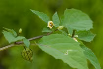 Loại quả cả thế giới ráo riết săn lùng, Việt Nam đầy rẫy 