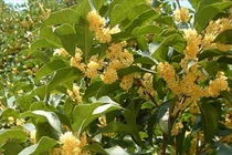 Loại cây quý cả thế giới khao khát, Việt Nam có nhiều