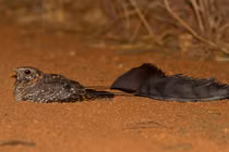 Ngỡ ngàng phát hiện loài chim 4 cánh tưởng chỉ có trong truyền thuyết