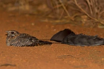 Ngỡ ngàng phát hiện loài chim 4 cánh tưởng chỉ có trong truyền thuyết