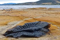 Vật thể lạ dạt vào bờ biển, dân tình sốc nặng khi biết sự thật 