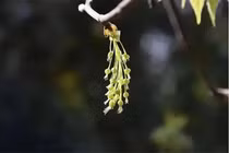 Tận mục loài cây chỉ còn 5 cá thể trên Trái Đất, quý hơn kim cương