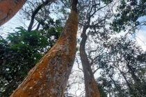 Kỳ bí ngôi làng có 30 cây gỗ quý nhất Việt Nam