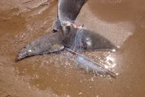 Sinh vật được ví như 'báu vật sống', cảnh sát không rời nửa bước 