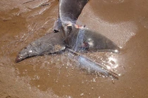 Sinh vật được ví như 'báu vật sống', cảnh sát không rời nửa bước 