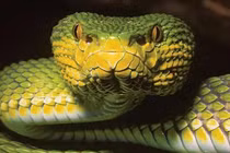 Tận mục loài rắn lục có 1-0-2 trên thế giới, màu sắc đặc biệt