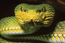 Tận mục loài rắn lục có 1-0-2 trên thế giới, màu sắc đặc biệt