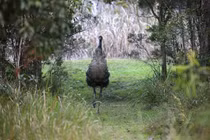 Phát hiện trứng loài chim hiếm nhất thế giới, chính quyền lập tức làm điều này 