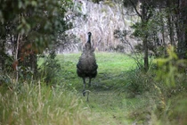 Phát hiện trứng loài chim hiếm nhất thế giới, chính quyền lập tức làm điều này 