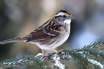 Kỳ lạ loài chim sẻ có 4 “giới tính” khác nhau