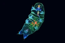 Kinh ngạc sinh vật bất tử, không sợ bất kỳ thử thách nào