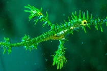 Loài cá “xưa nay hiếm” xuất hiện ở Nha Trang, có tên trong Sách Đỏ