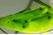 Tiết lộ thú vị về sinh vật sở hữu siêu năng lực độc nhất vô nhị