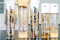 Kỳ lạ loài vật qua đời sớm hơn khi chứng kiến cái chết của đồng loại