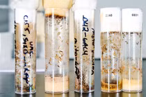 Kỳ lạ loài vật qua đời sớm hơn khi chứng kiến cái chết của đồng loại