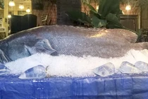 Cá mú biển 70kg cùng loạt quái ngư khủng sa lưới ngư dân Việt