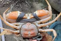 Cua biển còn sống có màu cam "độc lạ"