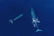 Top quái vật “siêu khủng” từng sống trên Trái Đất