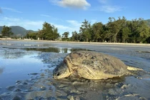 Tận mục rùa xanh nặng 80kg mắc cạn ở Côn Đảo: Loài trong Sách Đỏ!