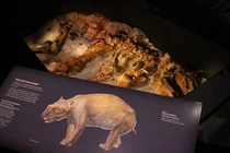 Phát hiện kinh dị: Hài cốt “quái thú có túi” nặng gần 3 tấn