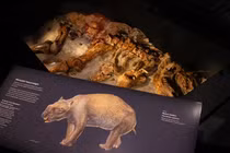 Phát hiện kinh dị: Hài cốt “quái thú có túi” nặng gần 3 tấn