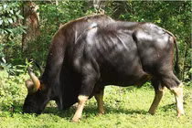 Sửng sốt loài bò tót khủng nhất thế giới xuất hiện ở Việt Nam