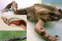 Kinh ngạc độc chiêu phòng thủ “kỳ quái” của động vật