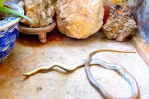 Loài rắn “hổ báo” hung hăng, giả chết điêu luyện